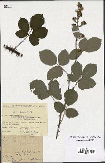 spécimen de Rubus ulmifolius