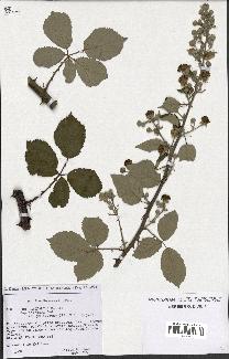 spécimen de Rubus ulmifolius