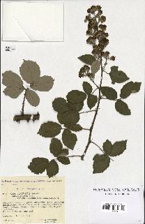 spécimen de Rubus ulmifolius