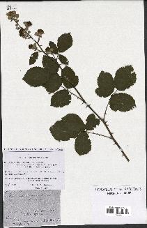spécimen de Rubus ulmifolius