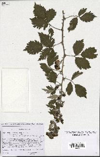 spécimen de Rubus ulmifolius