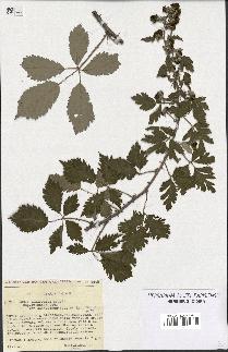 spécimen de Rubus ulmifolius