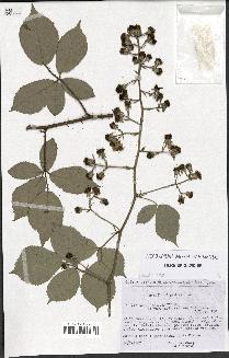 spécimen de Rubus apiculatus