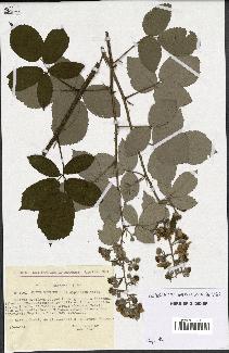 spécimen de Rubus bifrons