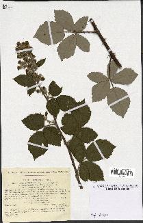 spécimen de Rubus pubescens