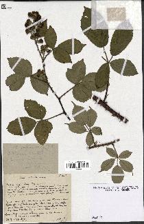 spécimen de Rubus pubescens