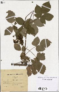 spécimen de Rubus thyrsanthus