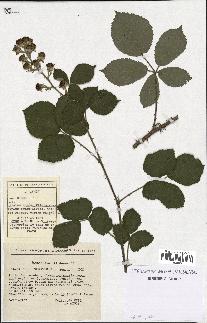 spécimen de Rubus vestitus