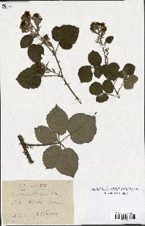 spécimen de Rubus vestitus