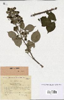 spécimen de Rubus procerus