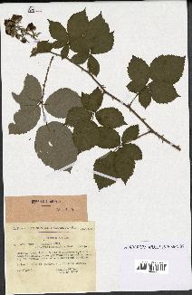 spécimen de Rubus procerus