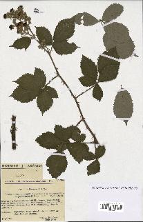 spécimen de Rubus procerus