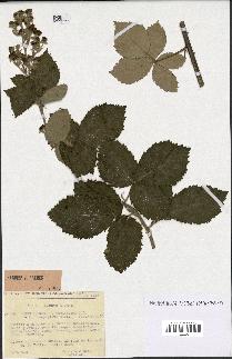 spécimen de Rubus chnoophyllus