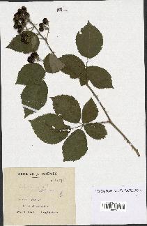 spécimen de Rubus procerus