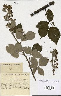 spécimen de Rubus procerus