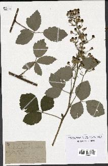 spécimen de Rubus sp.