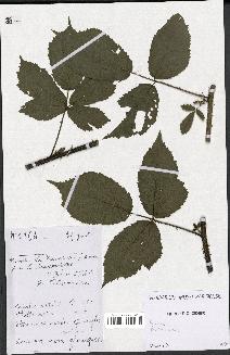 spécimen de Rubus sp.