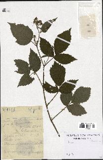 spécimen de Rubus sp.