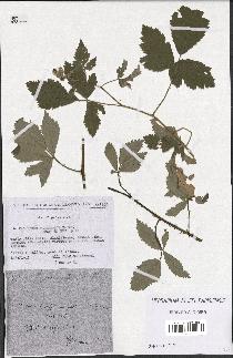 spécimen de Rubus tomentosus