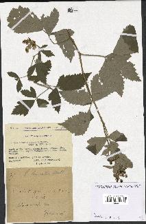 spécimen de Rubus tomentosus