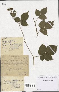 spécimen de Rubus imbricatus