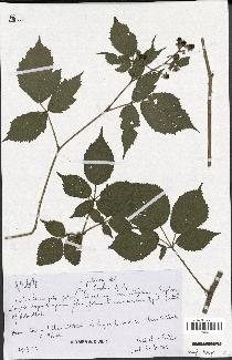 spécimen de Rubus pallidus