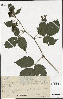 spécimen de Rubus pallidus