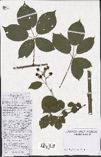 spécimen de Rubus plicatus