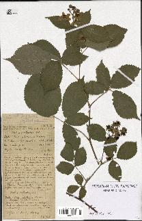 spécimen de Rubus plicatus