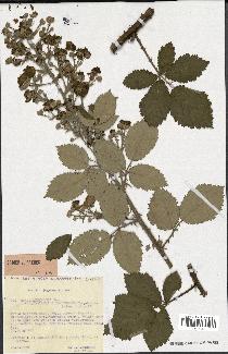 spécimen de Rubus linkianus