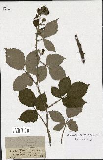 spécimen de Rubus pubescens