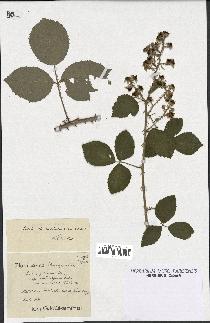 spécimen de Rubus pubescens