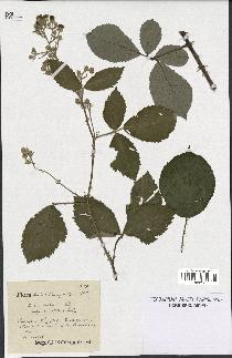 spécimen de Rubus pubescens