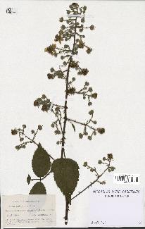 spécimen de Rubus pubescens