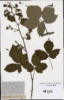 spécimen de Rubus thyrsanthus