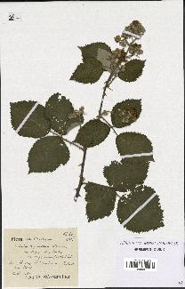 spécimen de Rubus thyrsoideus