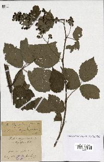 spécimen de Rubus thyrsoideus