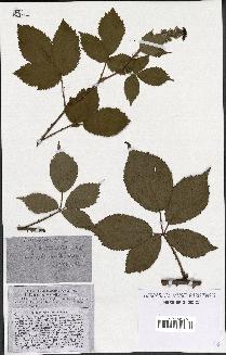 spécimen de Rubus thyrsoideus