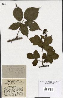 spécimen de Rubus thyrsoideus