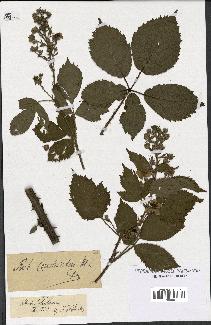 spécimen de Rubus constrictus