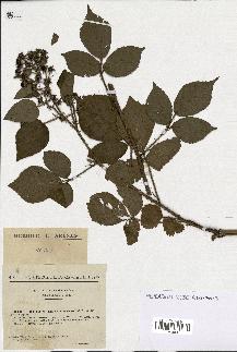 spécimen de Rubus rivularis