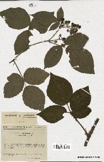 spécimen de Rubus rivularis