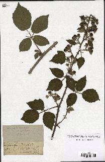 spécimen de Rubus vestitus