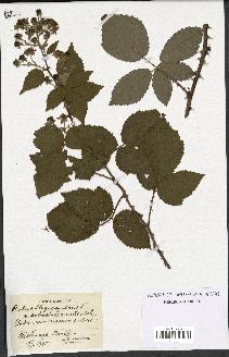 spécimen de Rubus thyrsanthus