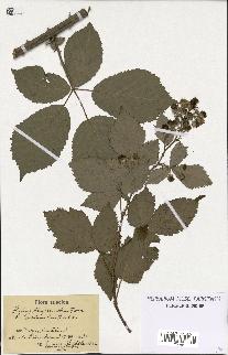 spécimen de Rubus thyrsanthus