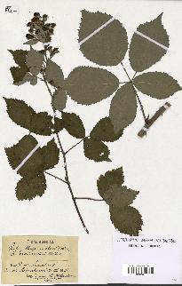 spécimen de Rubus thyrsanthus