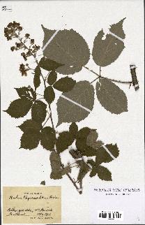 spécimen de Rubus thyrsanthus