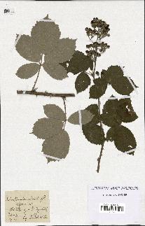 spécimen de Rubus tomentosus