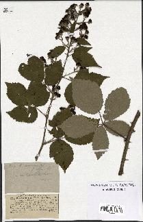 spécimen de Rubus candicans