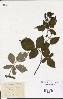 spécimen de Rubus candicans